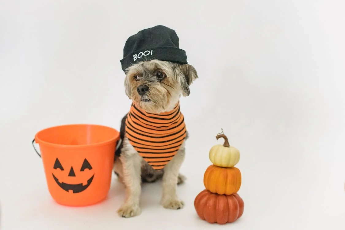 Best Halloween Themed Dog Names - PetPlace