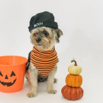 230 Halloween Dog Names That Are Both Exciting And Spooky