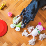 The Ultimate Guide to the Top 10 Dog Toys